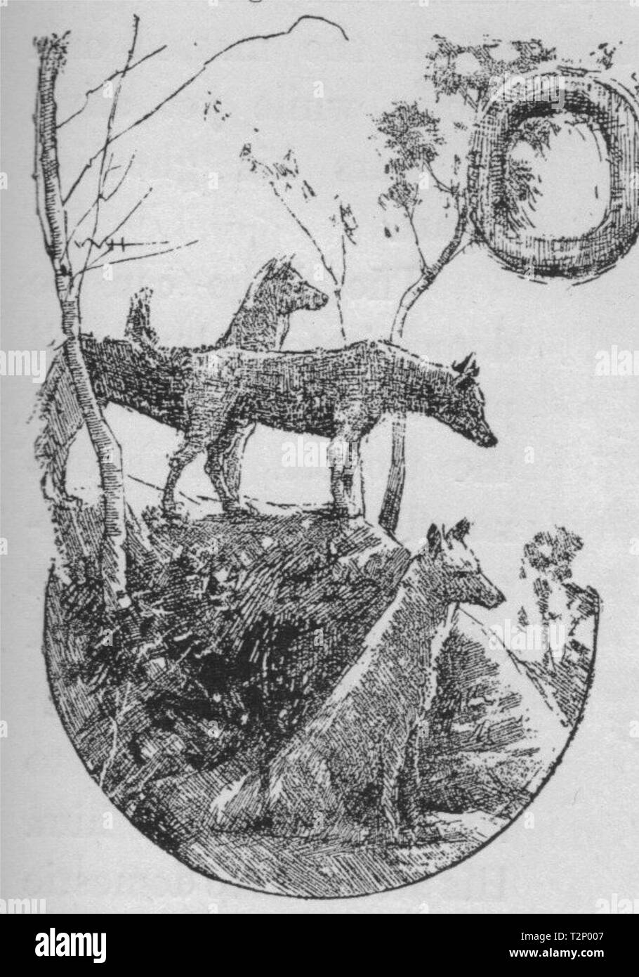 Dingoes. Australia 1890 old antique vintage print picture Stock Photo ...