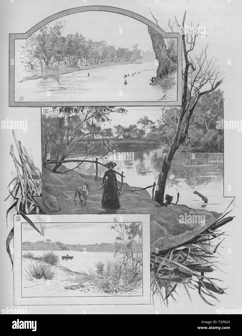 Murray river swans. Murrumbridge at Wagga Wagga & Snowy River. Australia 1890 Stock Photo