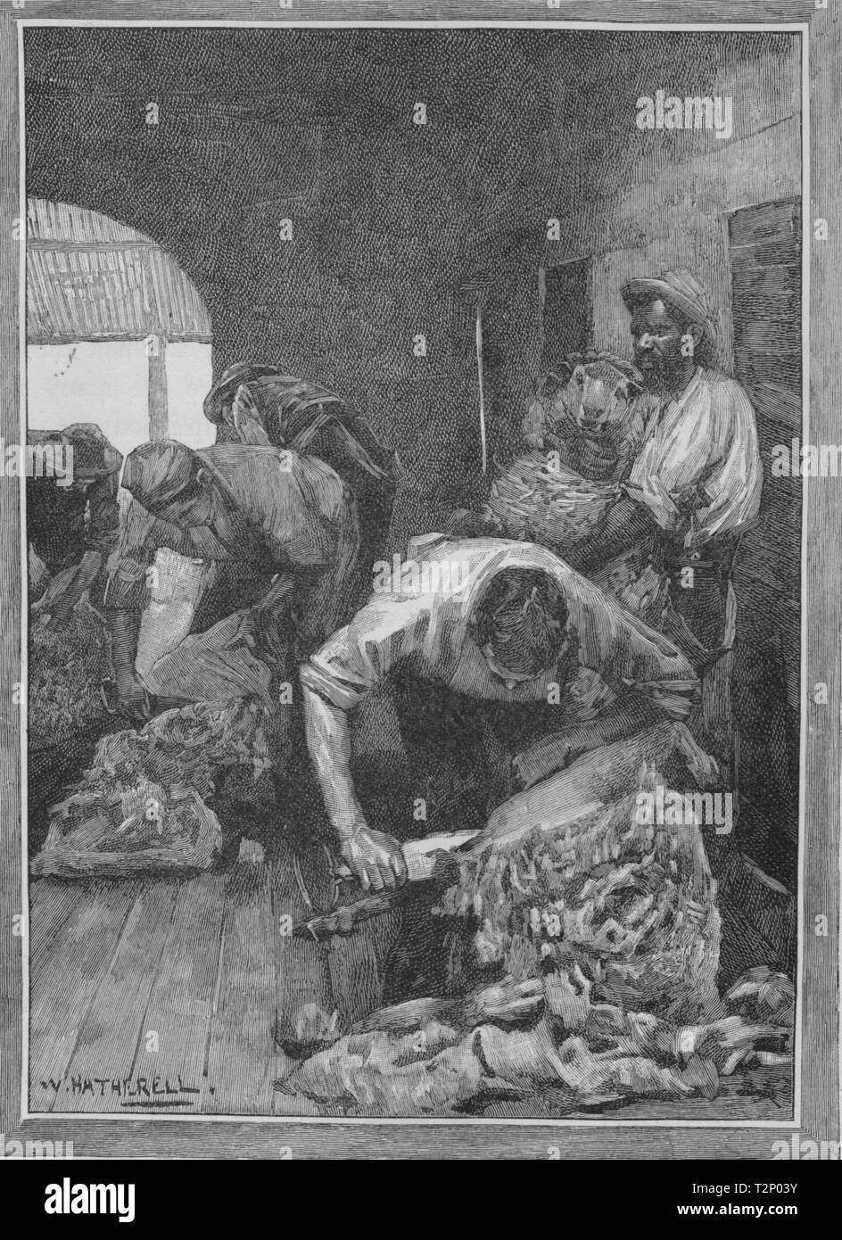 Shearing. Sheep farming. Australia 1890 old antique vintage print picture Stock Photo