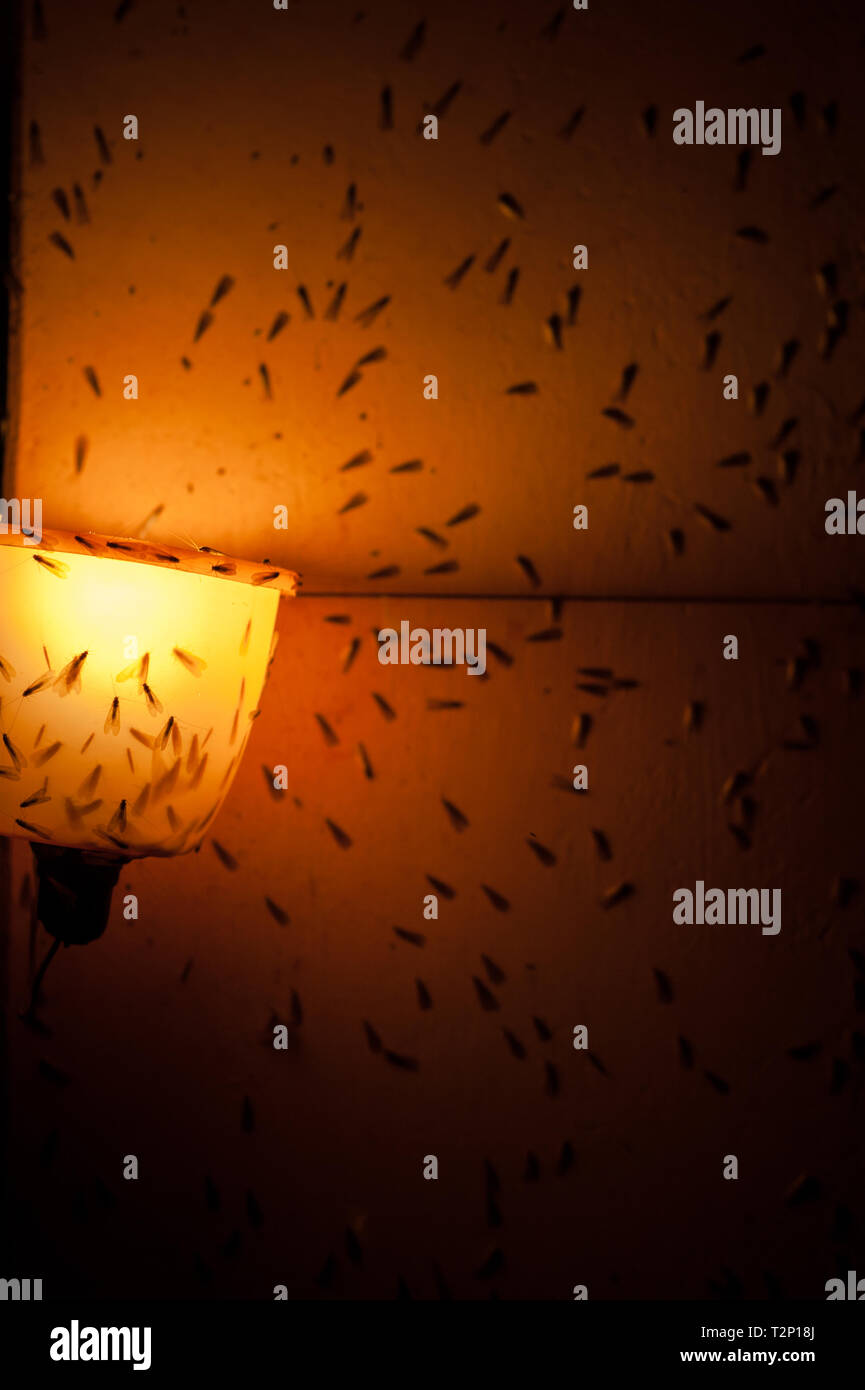 Moths and flies around a light bulb at night evoke a creepy sensation. Stock Photo