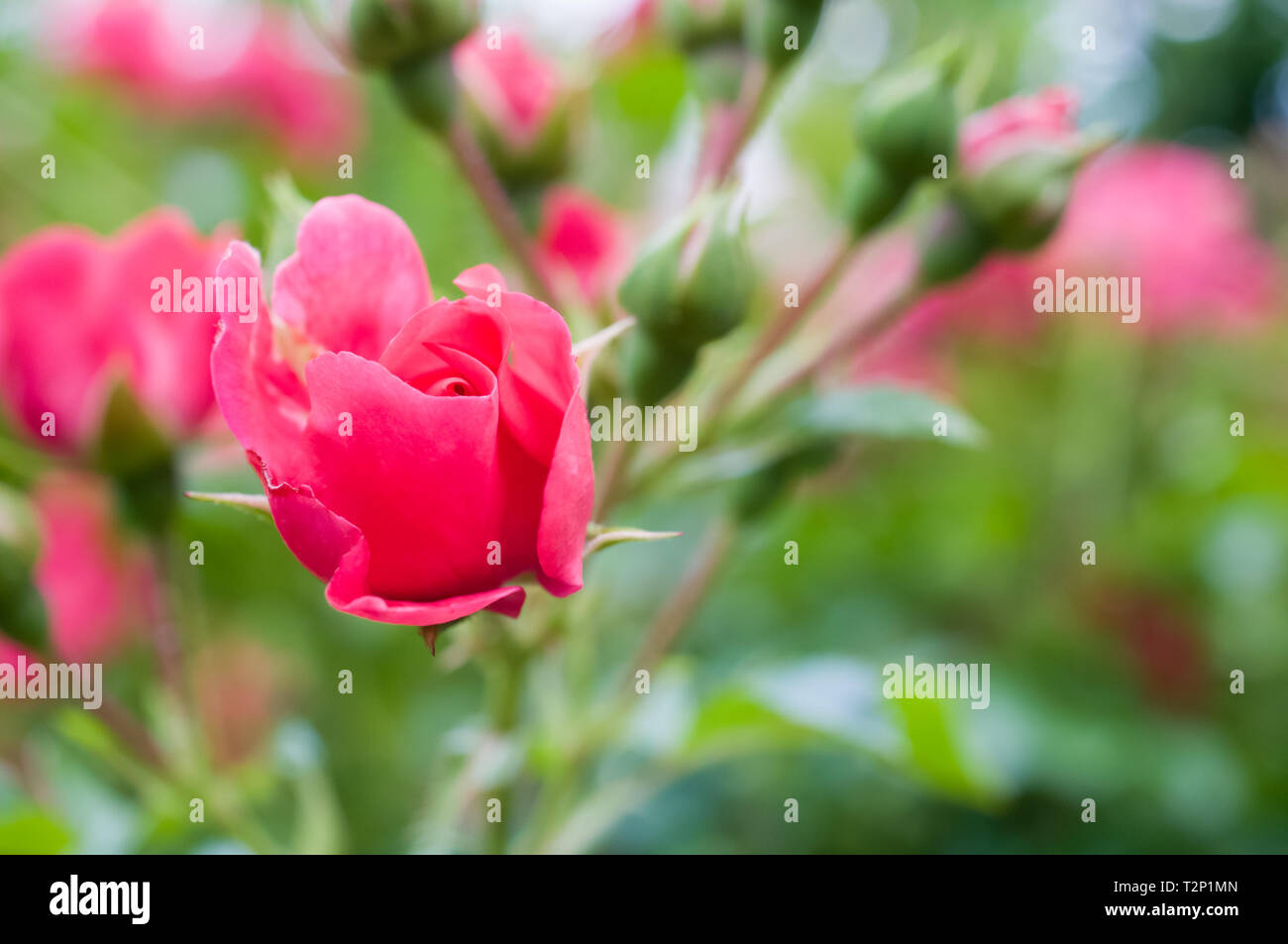 rose garden in bloom backdrops pink roses flower heads springtime