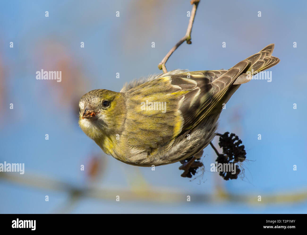 Detailed, front view close up of wild, female UK siskin bird (Carduelis spinus) isolated outdoors, perched on natural twig in spring sunshine. Stock Photo
