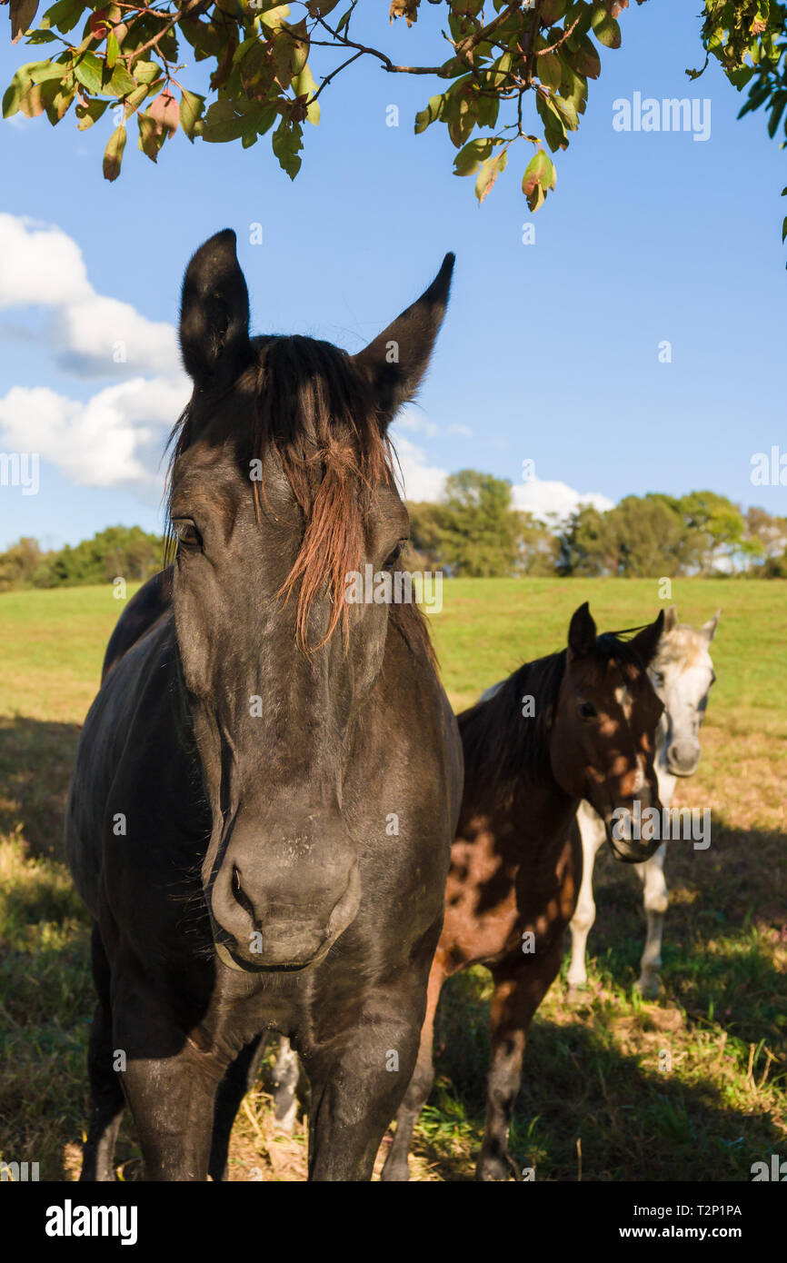 Nice profile shot of a chestnut horses under a shade tree in against rural background of fields in New Jersey Stock Photo