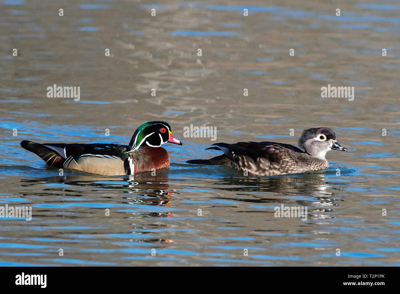 Mated pair of wood ducks onApril pond Stock Photo