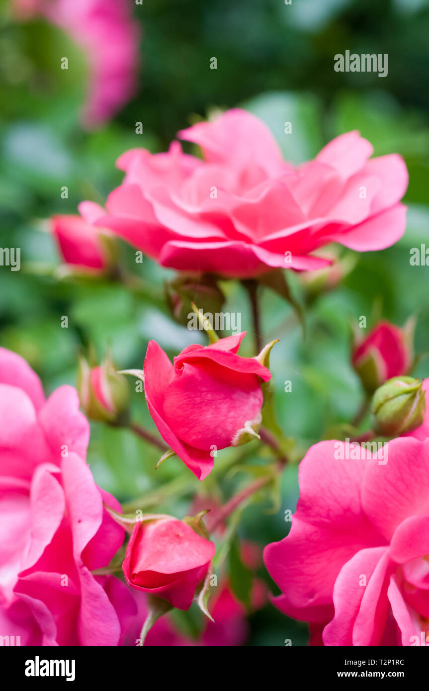 rose garden in bloom backdrops pink roses flower heads springtime