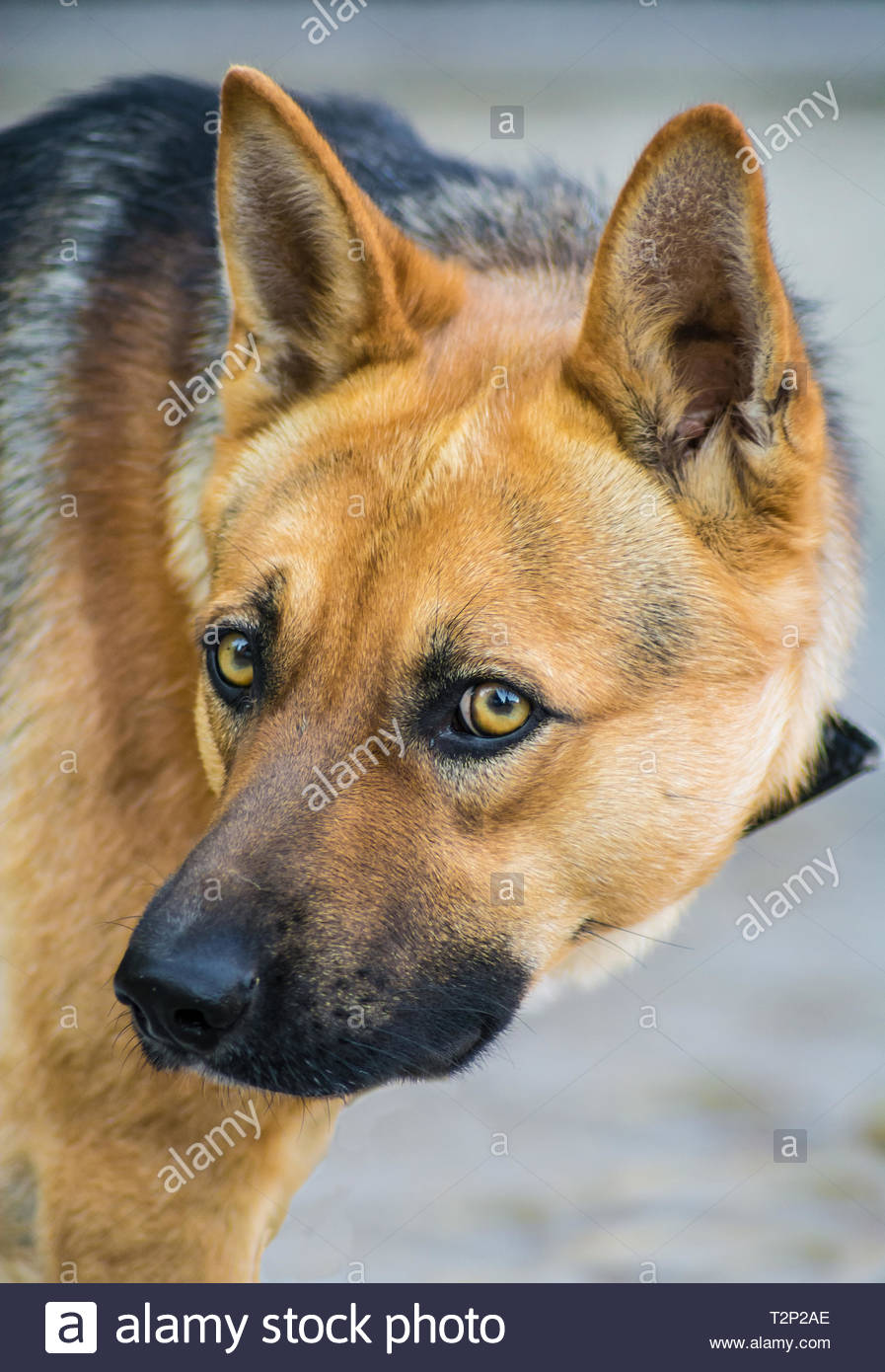 black german shepherd with yellow eyes