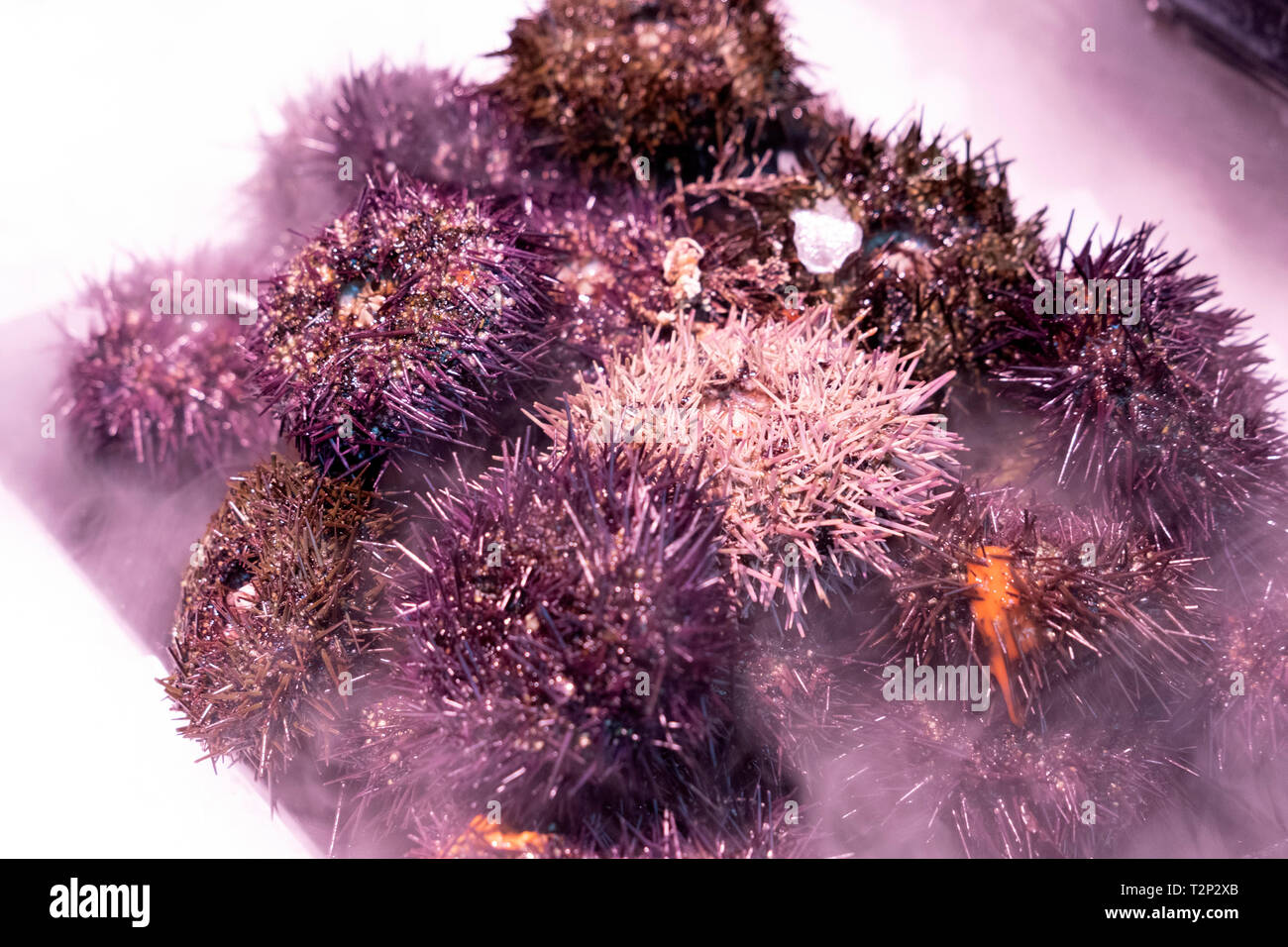 Smoking shrimp hi-res stock photography and images - Alamy