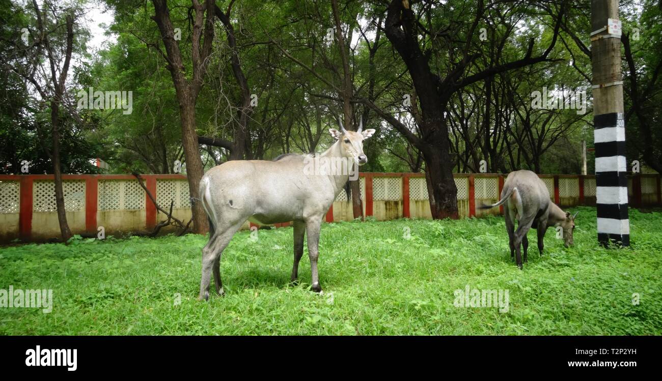 Blue bull/Nilgai/Asian antelope seen in natural environment-Ahmedabad,India Stock Photo