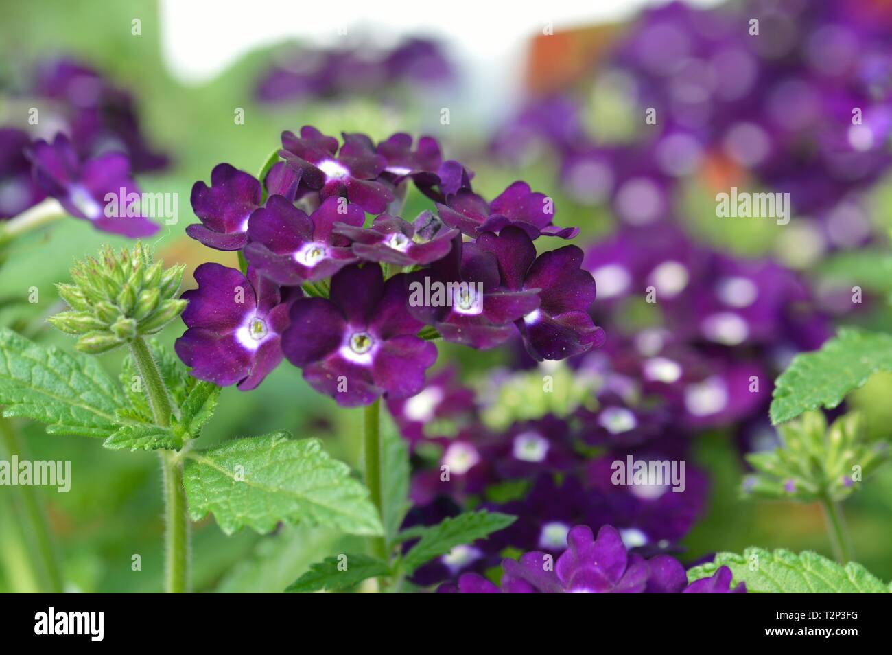 Verbena empress flair purple Stock Photo Alamy