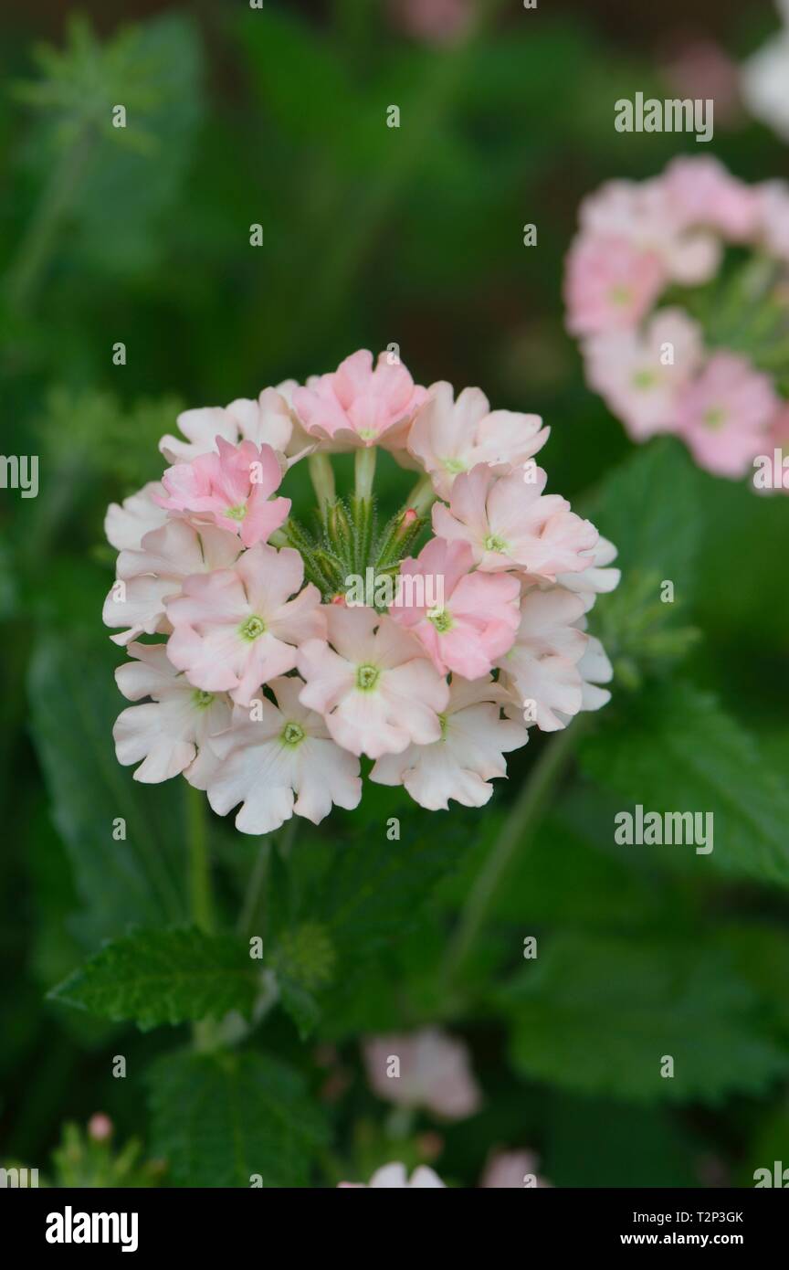 Verbena empress flair purple Stock Photo Alamy