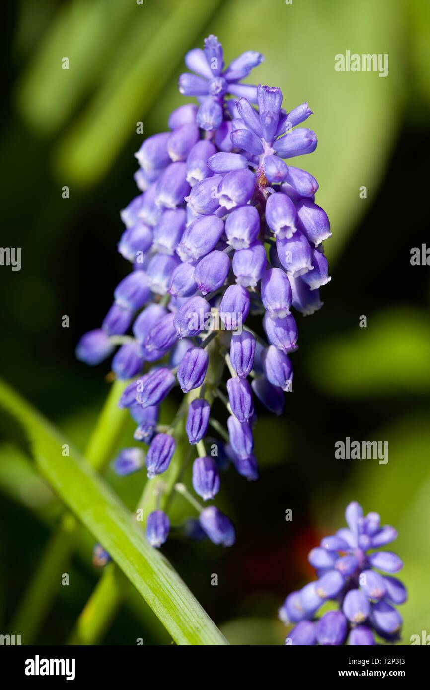 Grape Hyacinth - Muscari armeniacum Stock Photo - Alamy