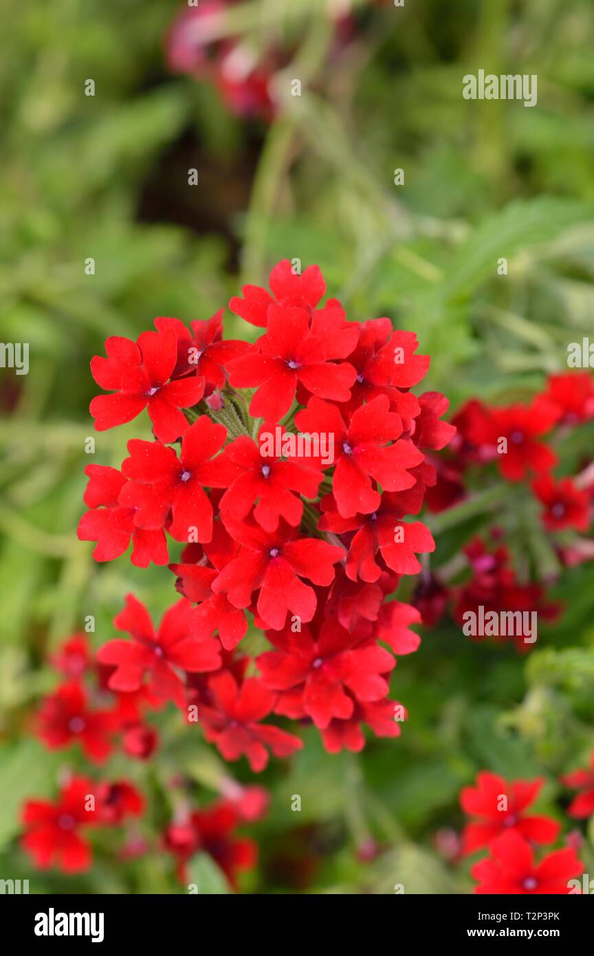 Verbena empress flair purple Stock Photo Alamy