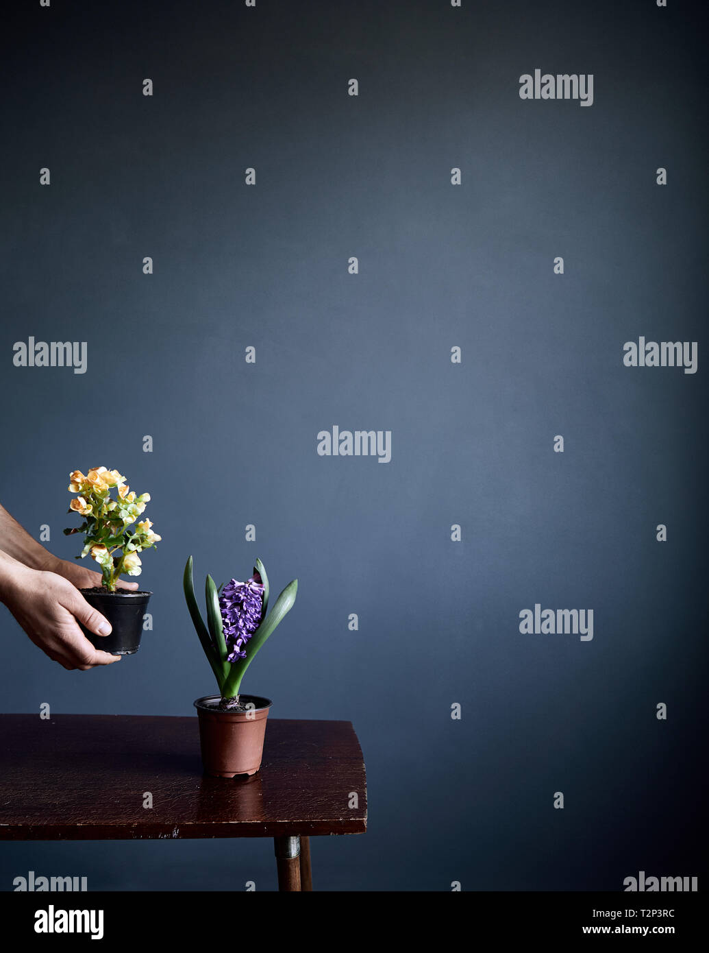 Man put flowers in pots on the brown retro table on grey wall background with free space for text Stock Photo