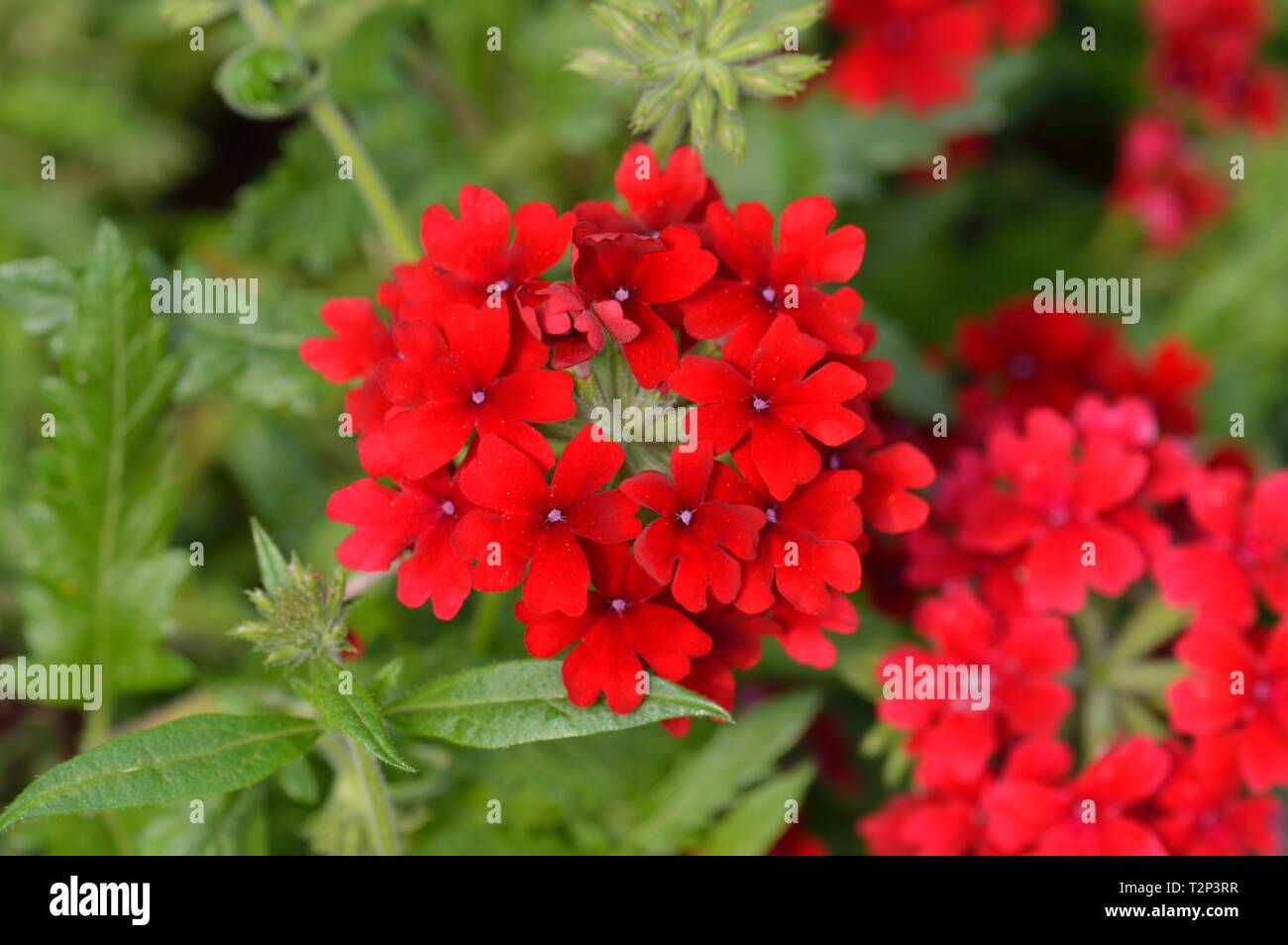 Verbena empress flair purple Stock Photo Alamy