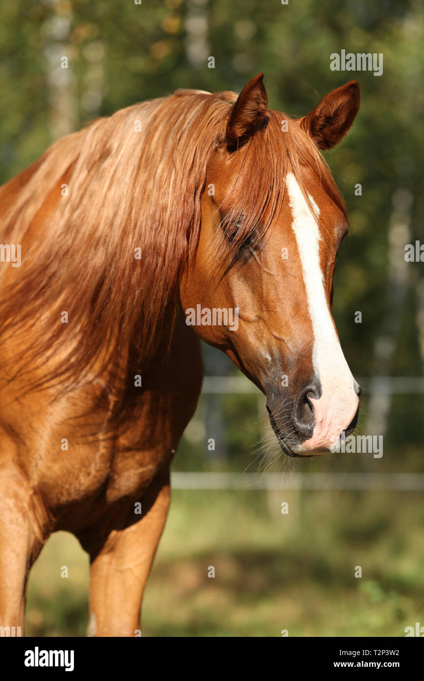 Portrait of gorgeous chestnut arabian horse with long hair Stock Photo - Alamy Portrait of gorgeous chestnut arabian horse with long hair Stock Photo - Alamy