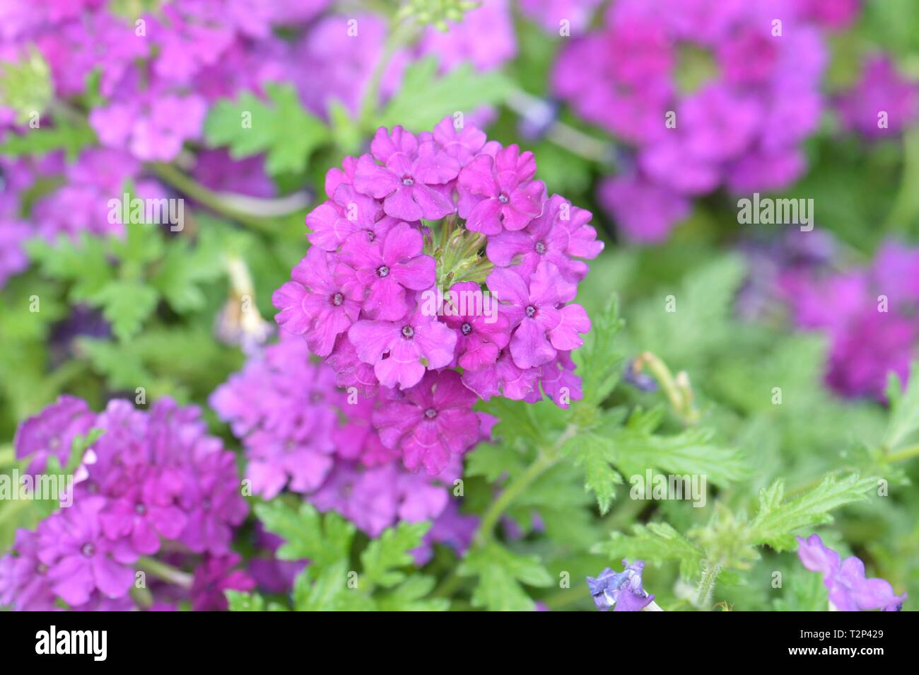 Verbena empress flair purple Stock Photo Alamy
