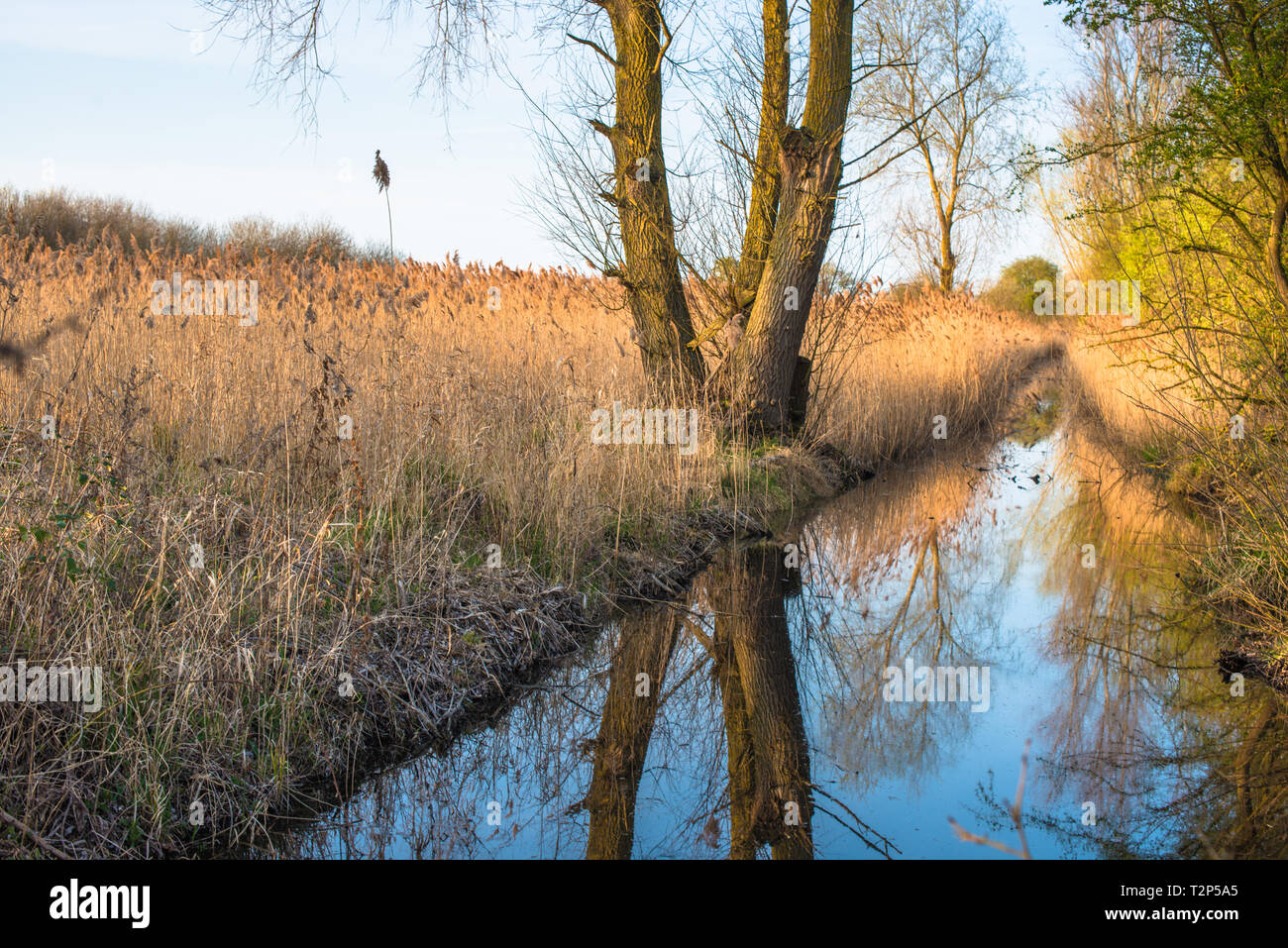 Scenic landscape reed beds reflected in waterway in warm evening light on Wicken Fen nature reserve, Cambridgeshire; England; UK. Stock Photo