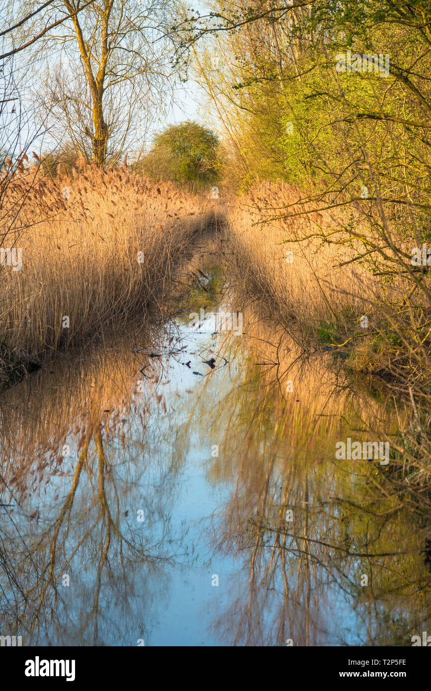 Scenic landscape reed beds reflected in waterway in warm evening light on Wicken Fen nature reserve, Cambridgeshire; England; UK. Stock Photo