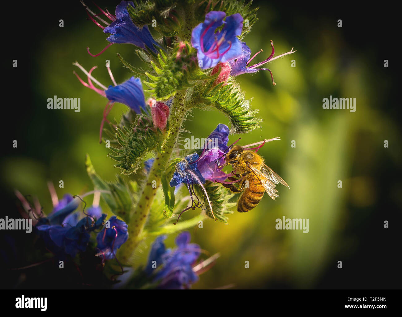 Honey bees close up shot hi-res stock photography and images - Alamy