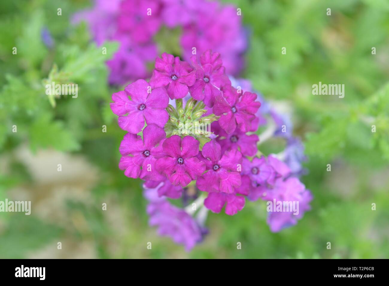Verbena empress flair purple Stock Photo Alamy