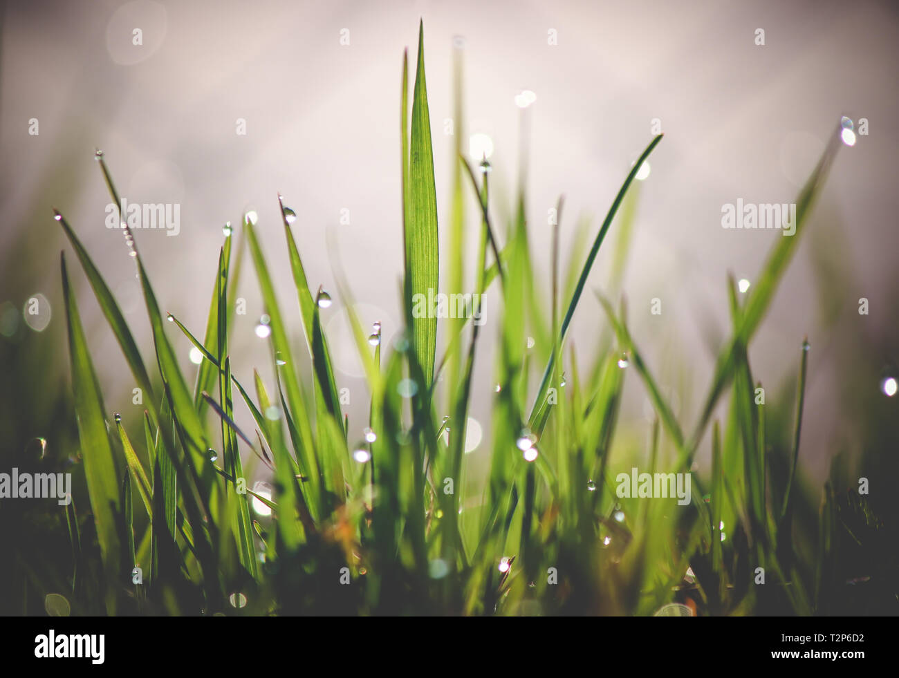 Water drops on green grass Stock Photo