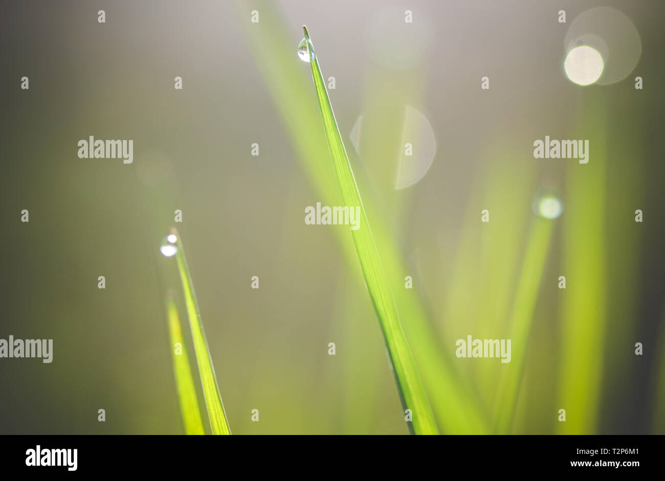 Water drops on green grass Stock Photo