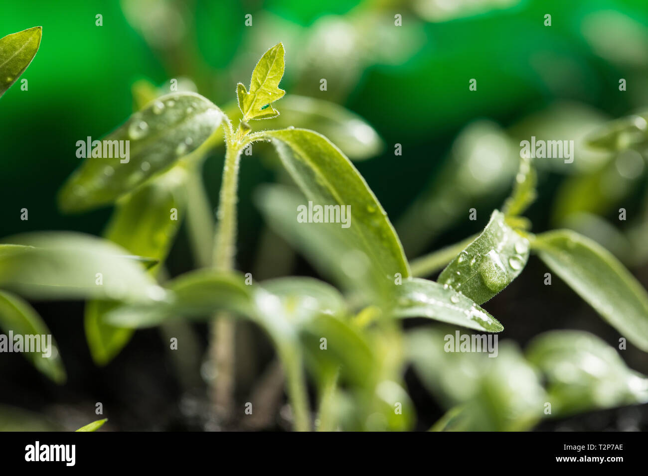 Close-Up Of Freshly Grown Tomato Sapling or Seedling in Early Spring Sun Stock Photo