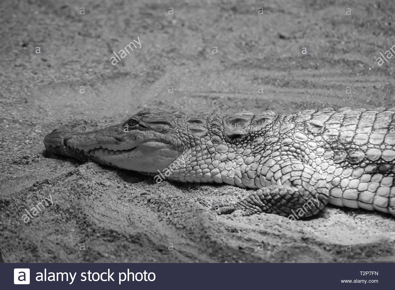 CROCODILE GLOSSY POSTER PICTURE PHOTO alligator dundee gators florida sharp 801