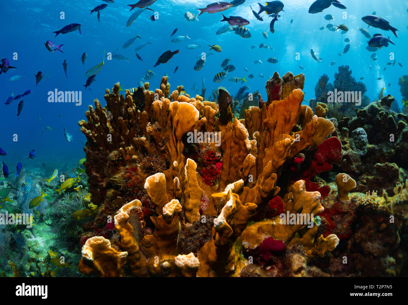 Coral Reef in Florida Keys Stock Photo Alamy