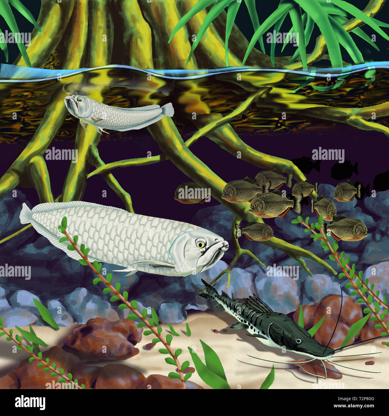 Amazon River Fish Aquadic Life Stock Photo Alamy