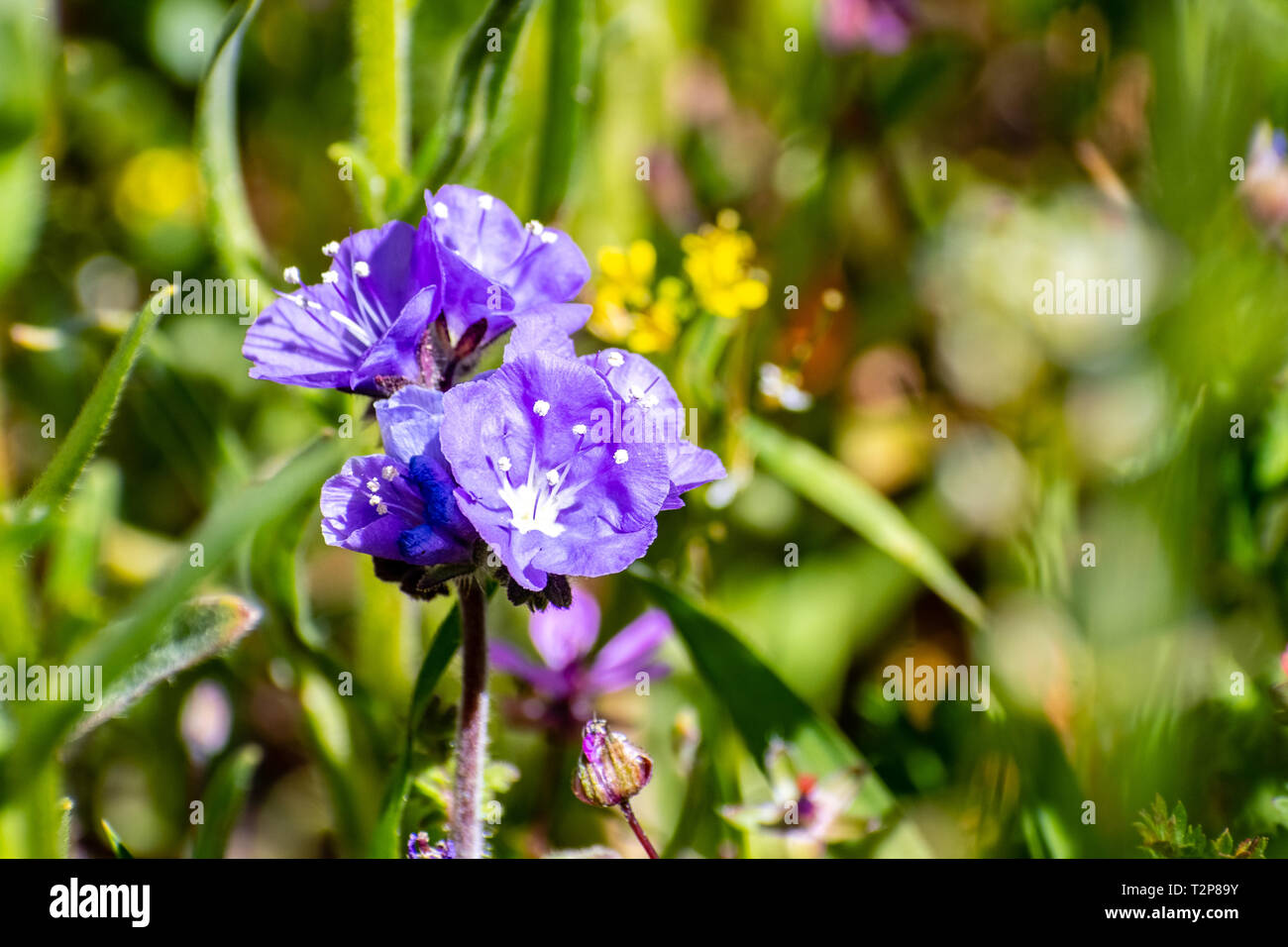 Close up of California Gilia wildflower blooming in spring, California Stock Photo