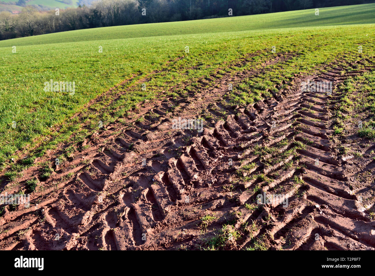 Tractor tire tread tracks in soft soil in agricultural field Stock Photo