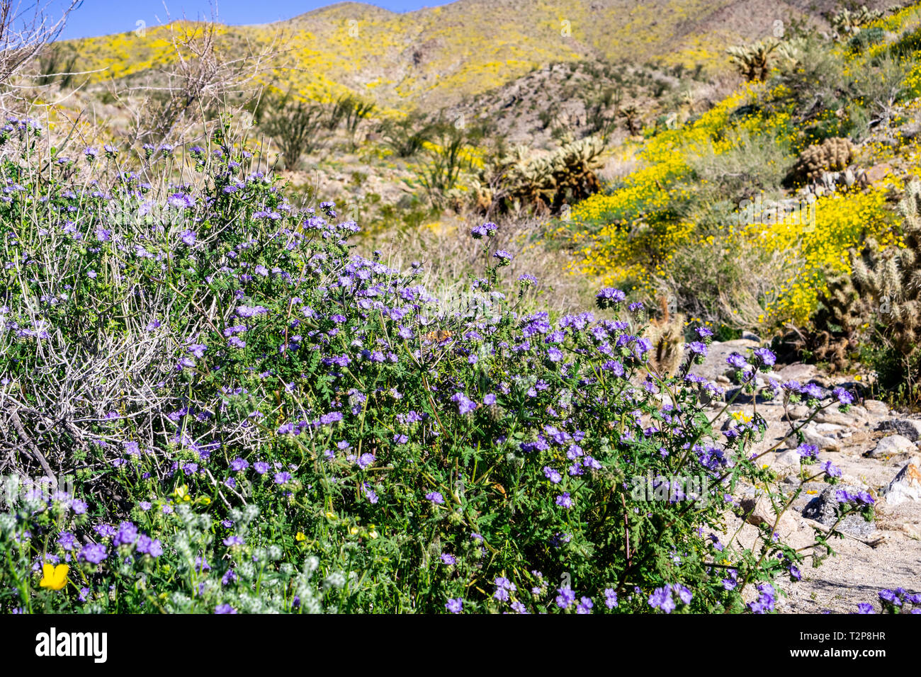 Phacelia (Phacelia crenulata) wildflowers blooming in Anza Borrego Desert State Park during a