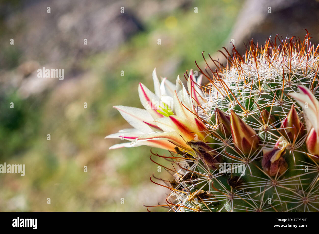 Mammillaria dioica (also called the strawberry cactus, California fishhook  cactus, strawberry pincushion or fishhook cactus) blooming in Anza Borrego  Stock Photo - Alamy
