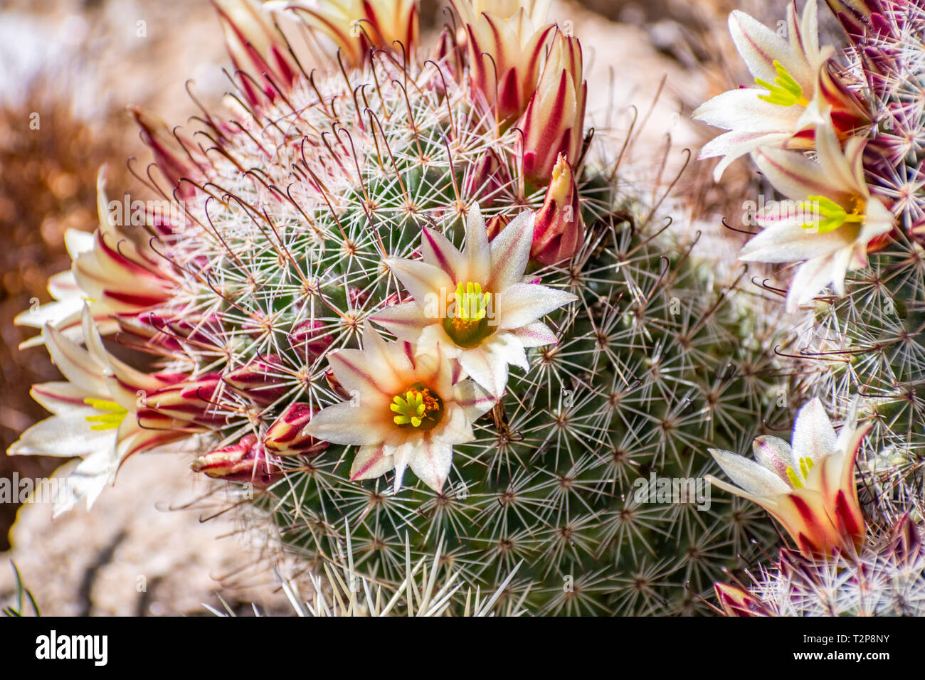 Mammillaria dioica  (also called the strawberry cactus, California fishhook cactus, strawberry pincushion or fishhook cactus) blooming in Anza Borrego Stock Photo
