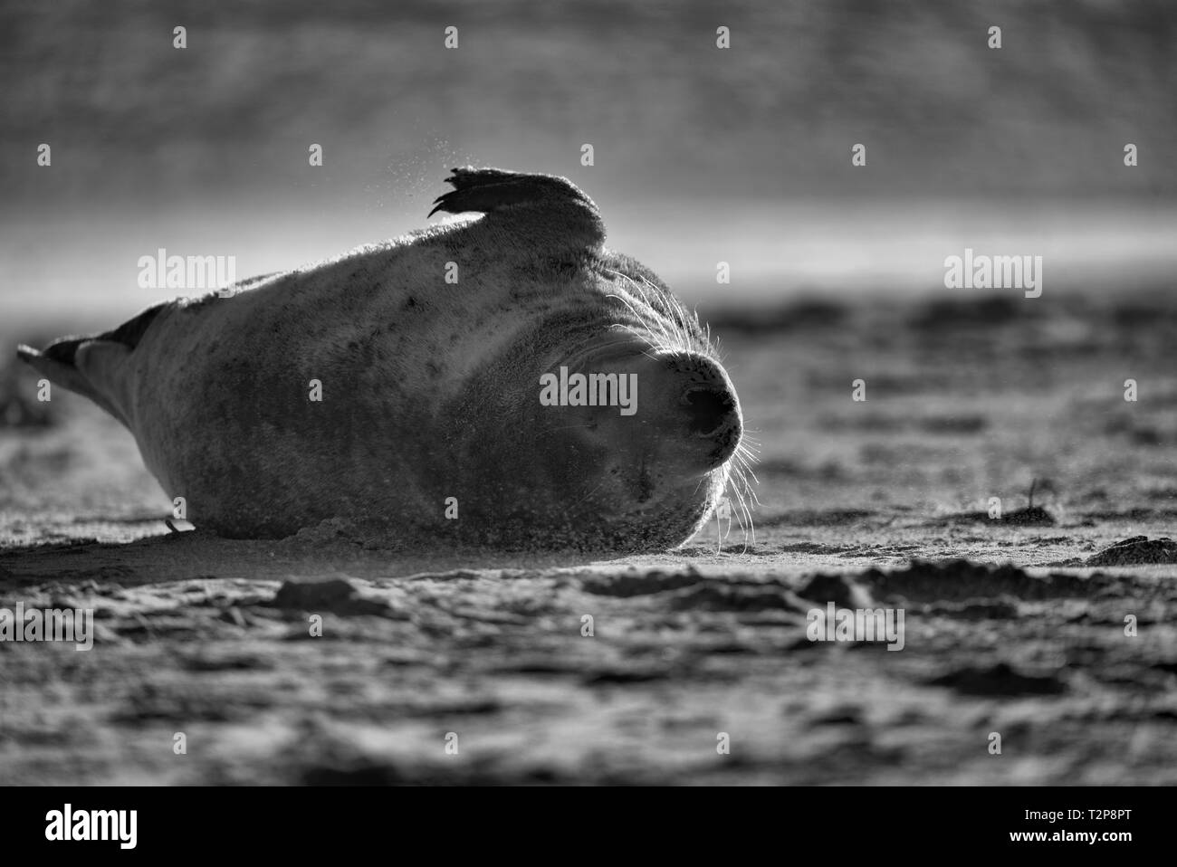 Seal Black and White Stock Photos & Images - Alamy