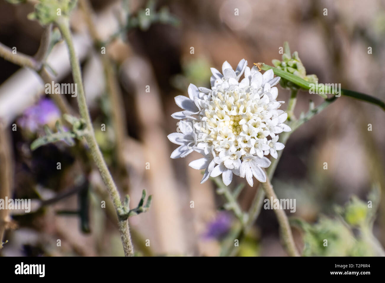Close up of Chaenactis fremontii (Fremont's pincushion or Desert pincushion) wildflower, Anza Borrego Desert State Park, California Stock Photo