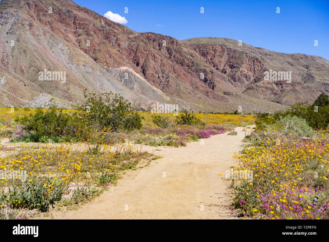Walking trail lined up with blooming desert sunflowers (Geraea canescens) and sand verbena (Abronia Villosa) in Anza Borrego Desert State Park during  Stock Photo