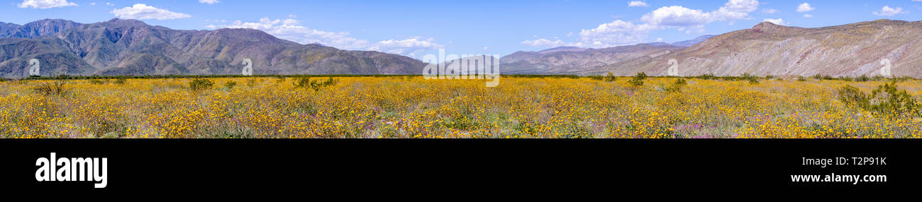 Panoramic view of fields of Desert sunflowers (Geraea canescens) blooming in Anza Borrego Desert State Park during a superbloom, south California Stock Photo