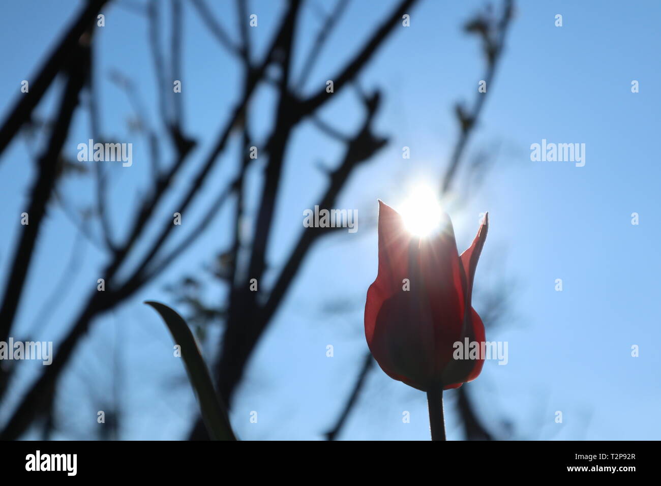 Tulip symbol spring in bloom hi-res stock photography and images - Alamy