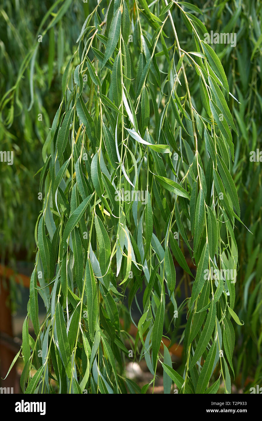 Salix babylonica fresh foliage Stock Photo Alamy