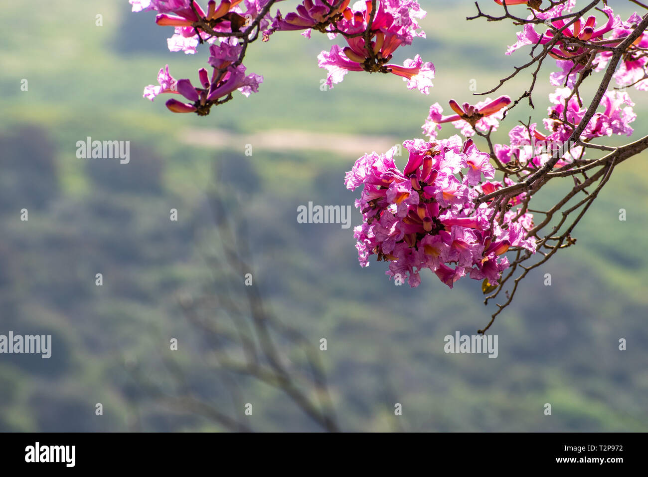 Close up of Pink trumpet tree (Handroanthus impetiginosus) flowers; green background Stock Photo