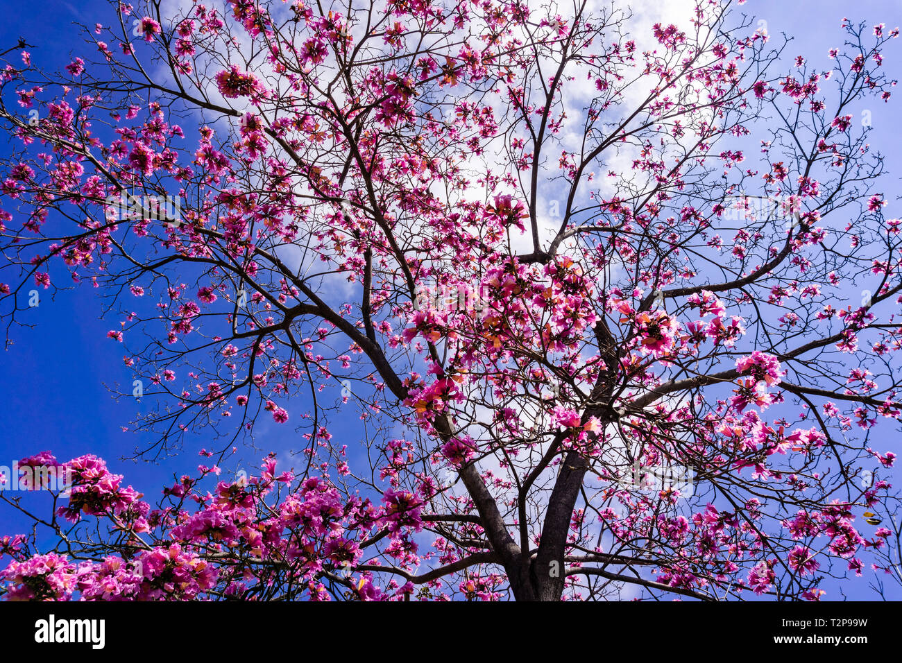 Pink trumpet tree (Handroanthus impetiginosus) on a blue sky background Stock Photo