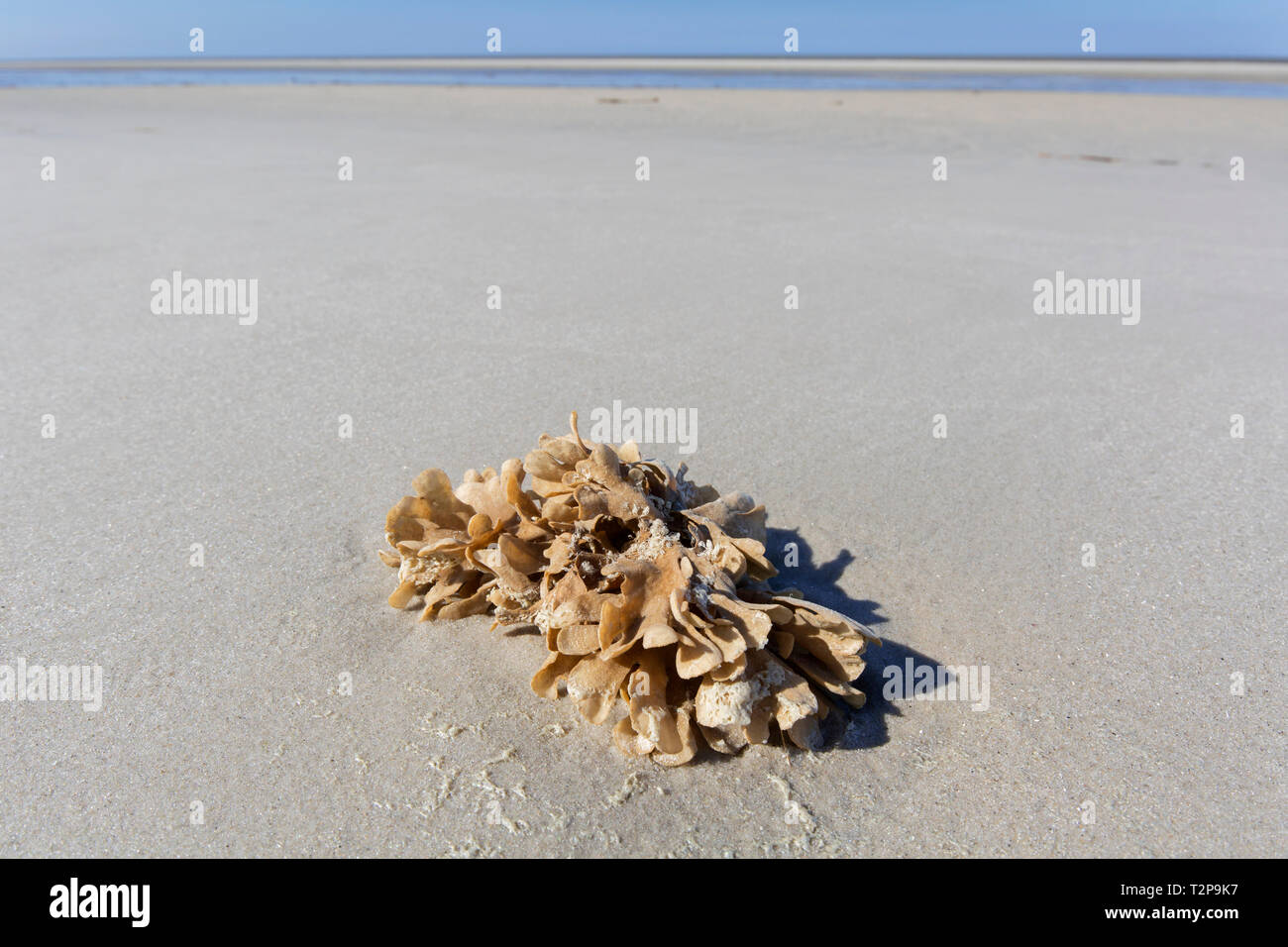 Flustra foliacea / Eschara foliacea, species of bryozoans, colonial animal found in the northern Atlantic Ocean washed ashore on tidal mudflat Stock Photo
