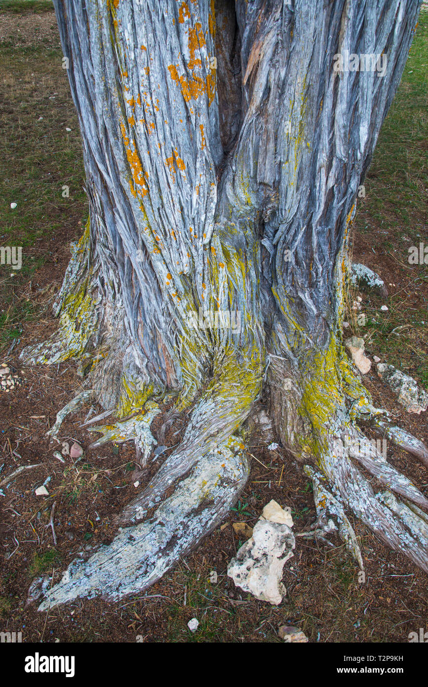 Juniper tree trunk Stock Photo Alamy