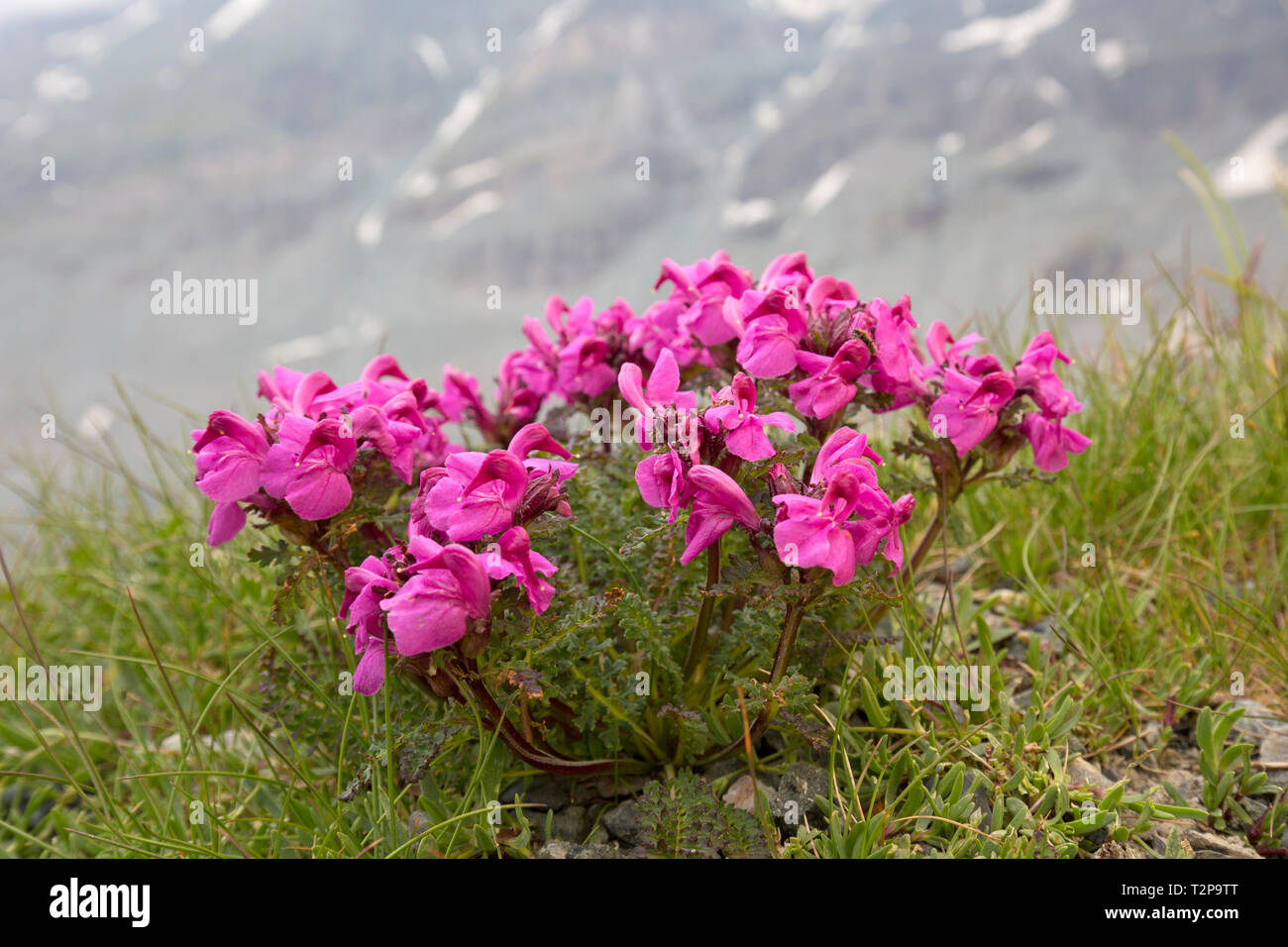 Long-nosed lousewort (Pedicularis rostratocapitata / Pedicularis rostrato-capitata) in flower in summer in the Eastern Alps Stock Photo