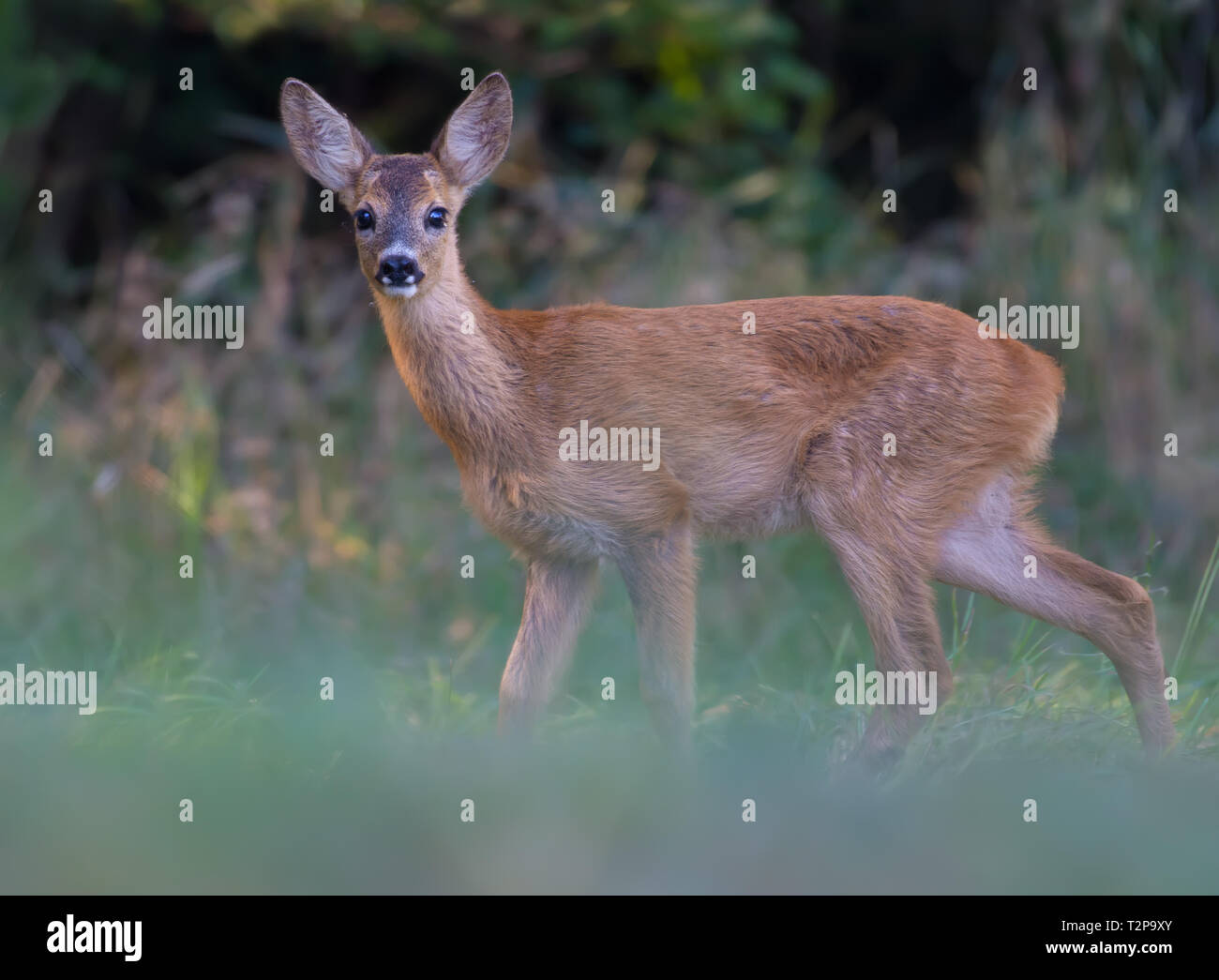 Young Roe deer posing on a clearing Stock Photo