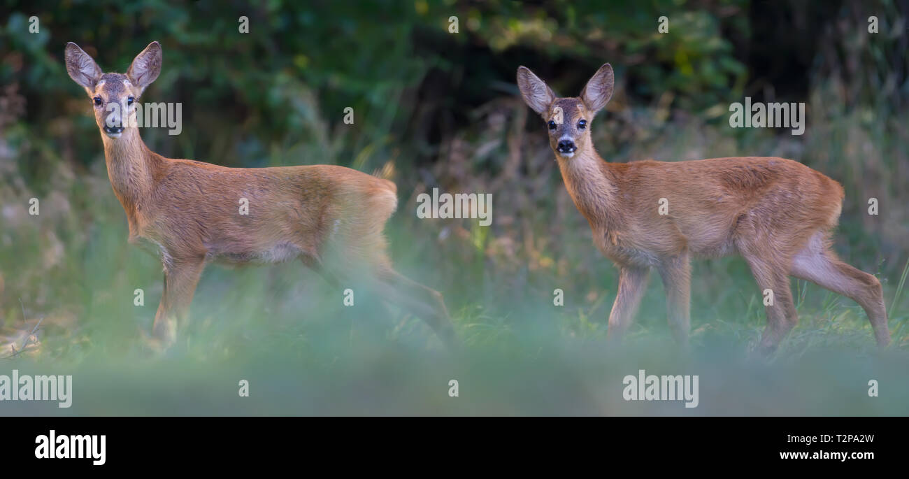 Young Roe deers together at panoramic view Stock Photo