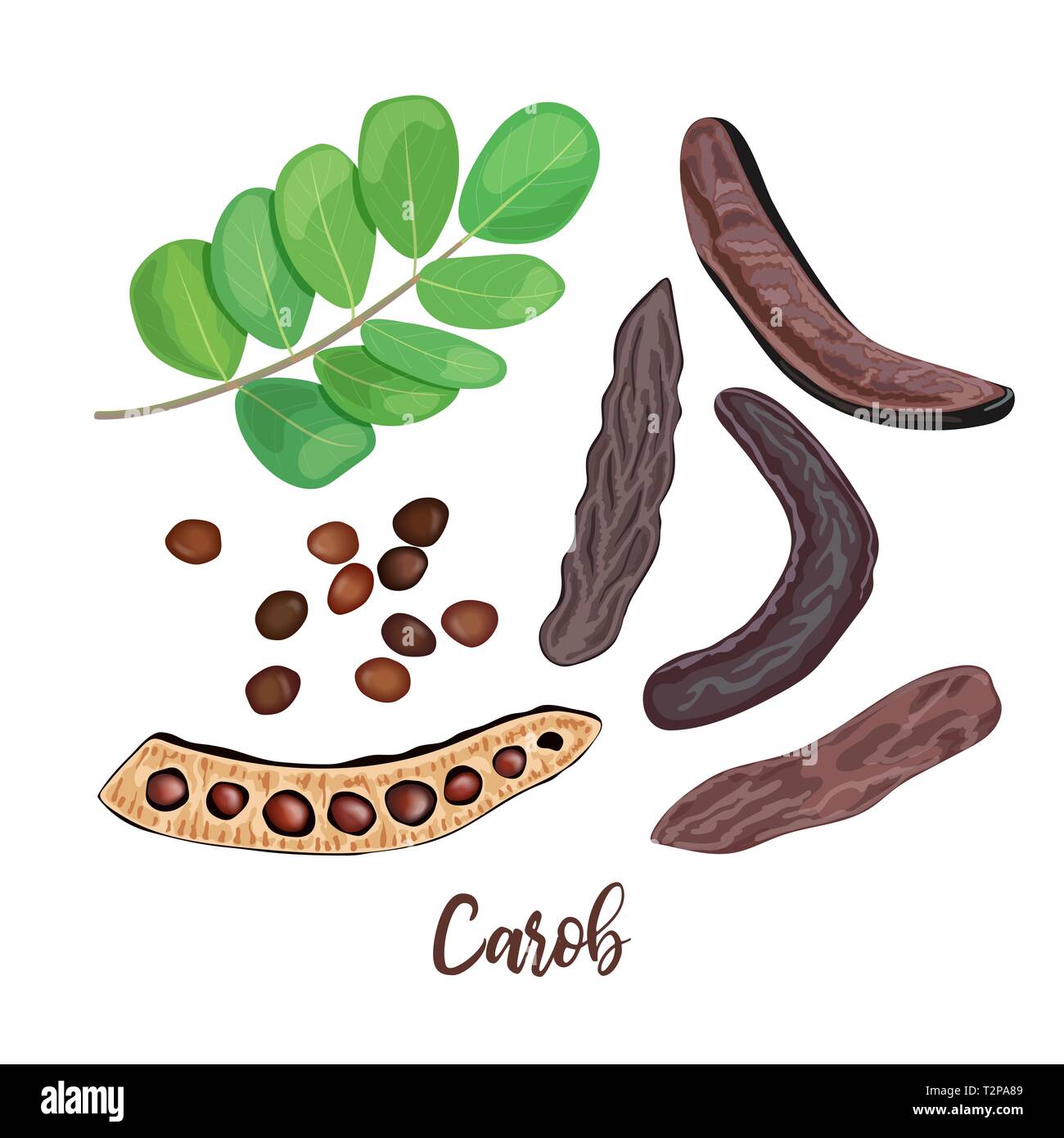 Ripe Carob sweet pods, leaves, seeds and carob powder on the white background. vector illustration. for food decoration, bakery, organic healthy food, Stock Vector