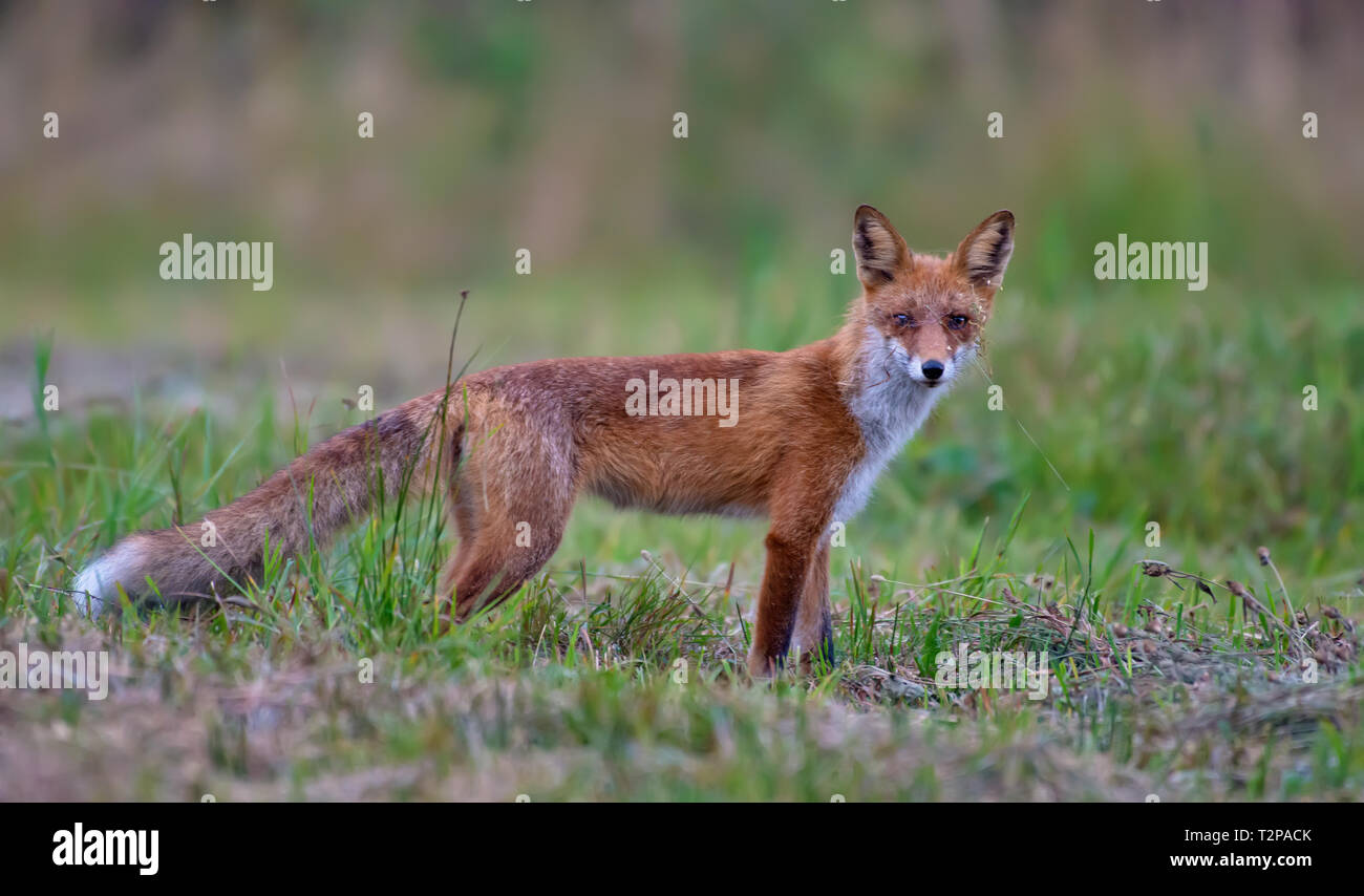 Red fox posing at green summer field Stock Photo